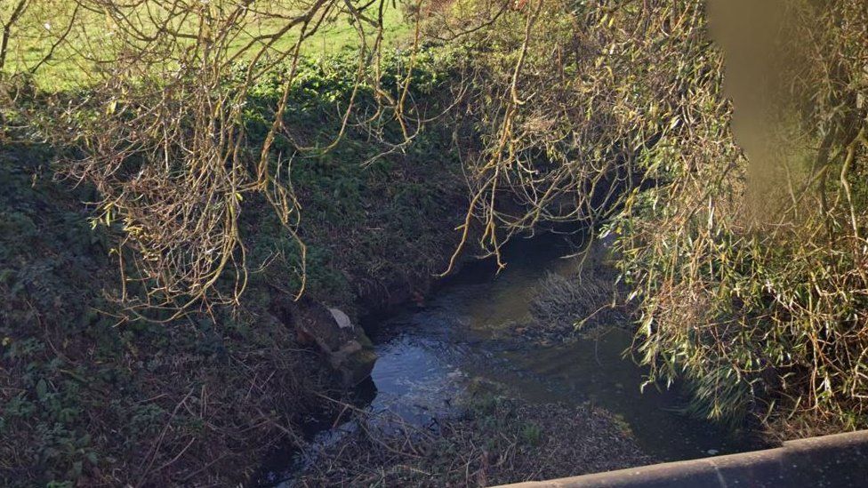 Call to fight pollution in a Worcester brook after fish deaths